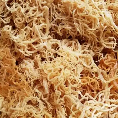 Irish Sea Moss 2.webp.jpg